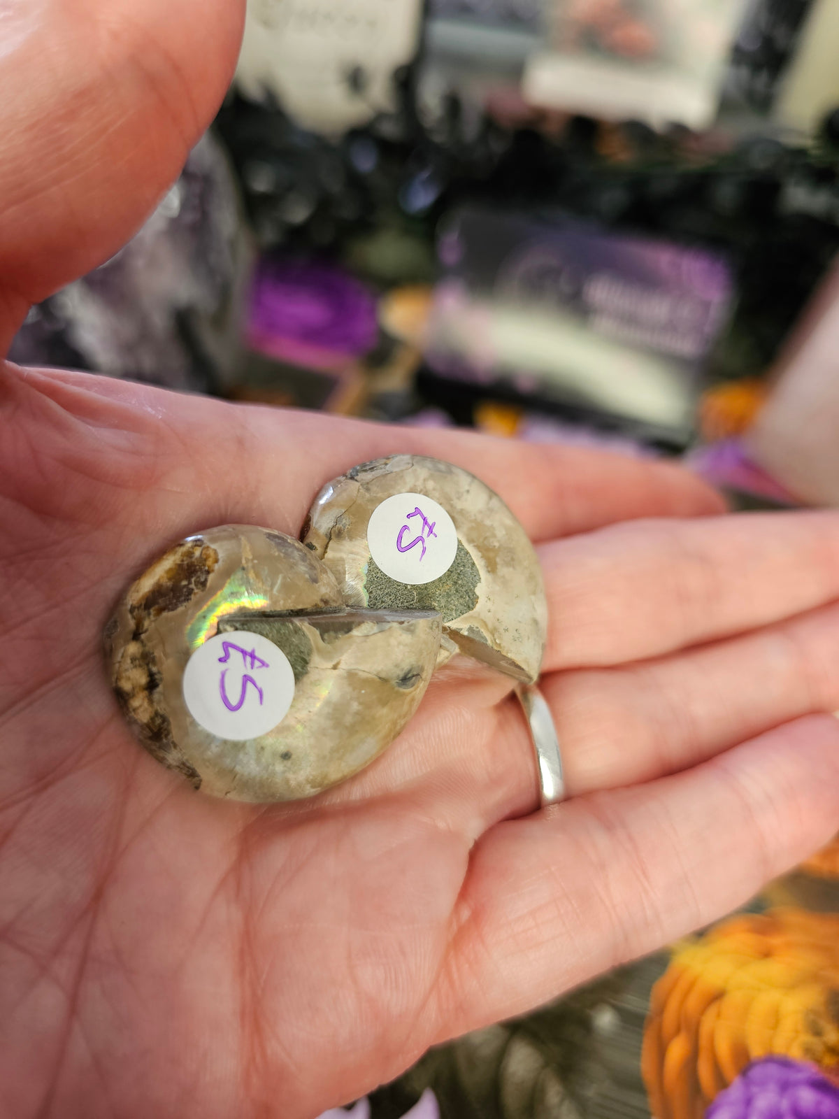 Mini Ammonites