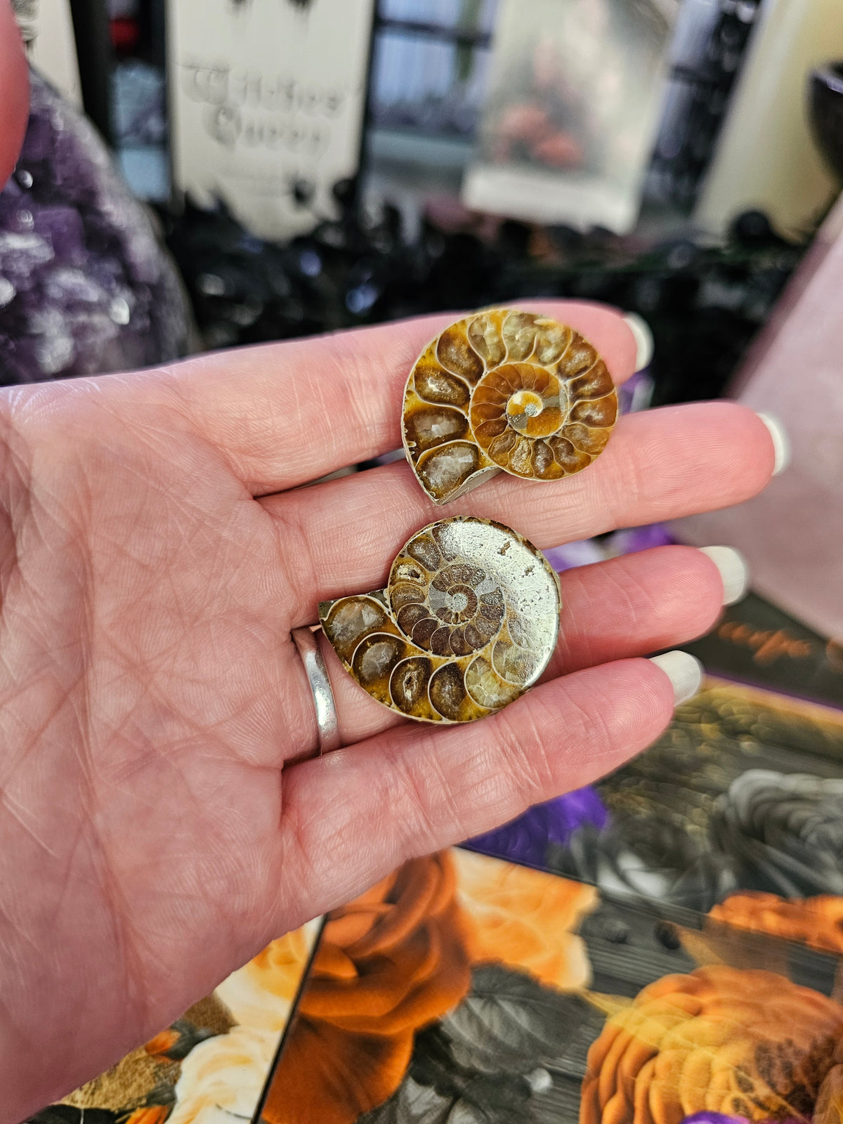 Mini Ammonites