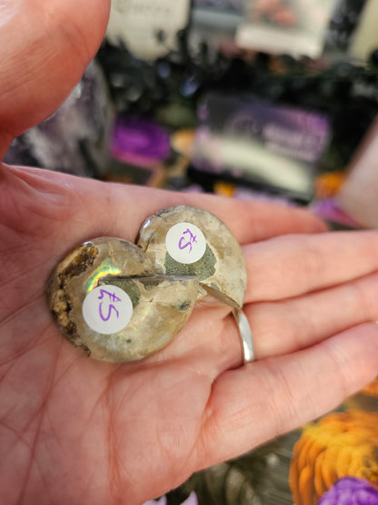 Mini Ammonites