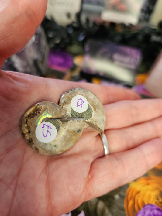 Mini Ammonites